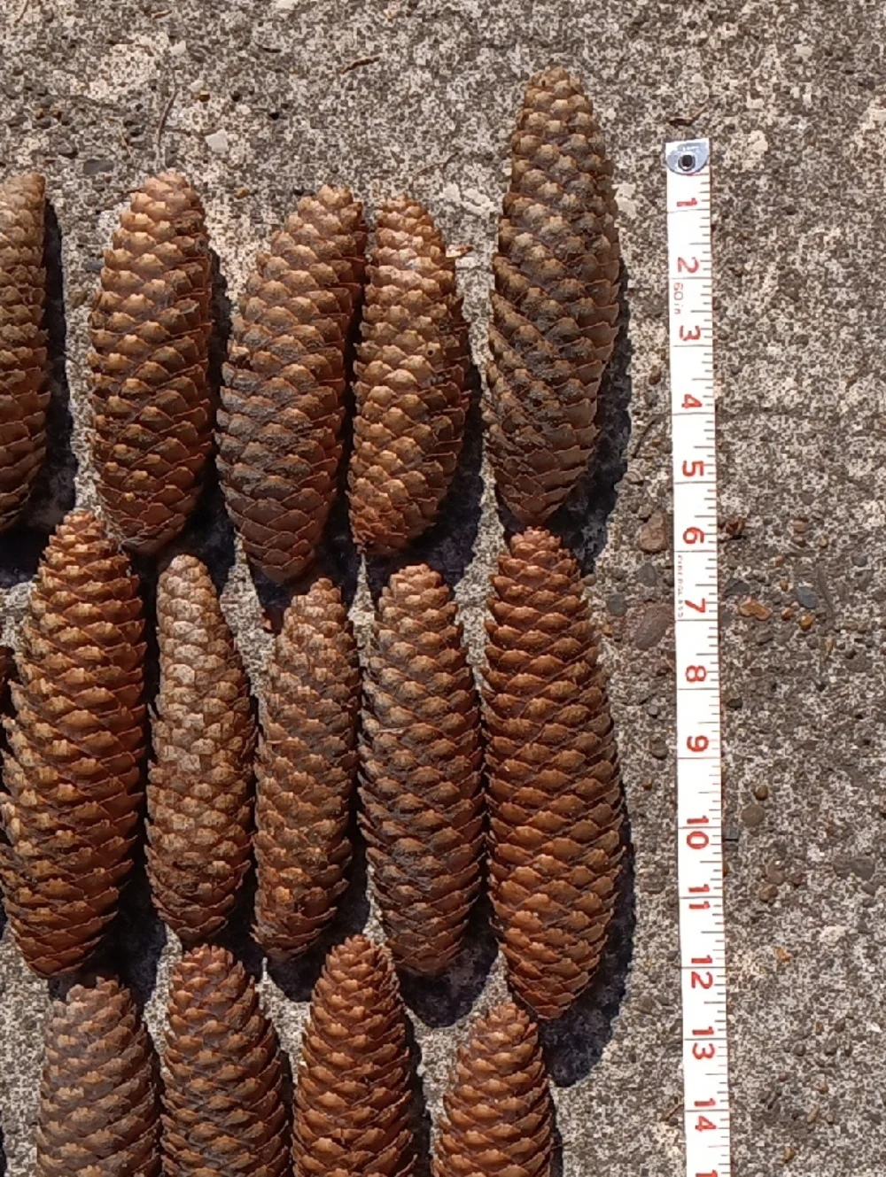 Pinecones for Crafting & Home Decor - 30 Count